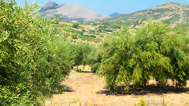 L'huile d'olive – un symbole de la cuisine méditerranéenne