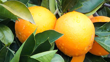 Citrus fruit - Sour Flavors for Sicilian Cuisine