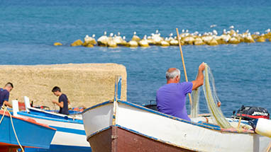 Pesce e frutti di mare – Quasi nessun bisogno di cucinare