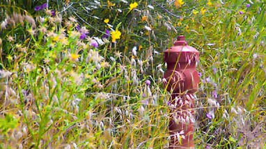 Wild Herbs - Cooking with the Treasures of Nature